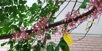 杨桃树花枝