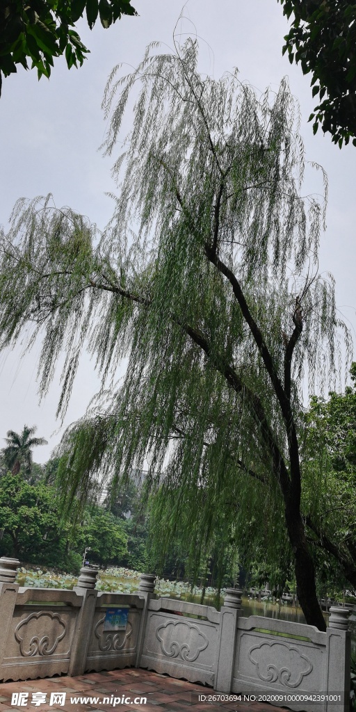 垂柳