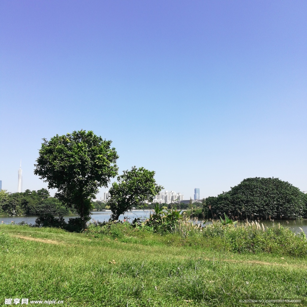 蓝天草地树木风景