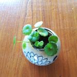 铜钱草盆栽
