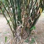 粽叶芦苇