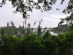 湿地芦苇花风景