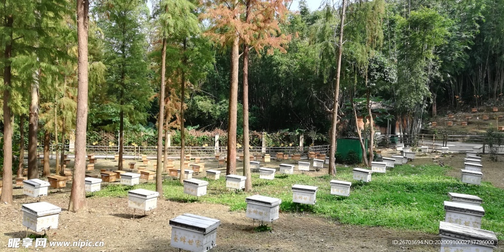 蜜蜂养殖场