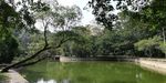 池塘风景