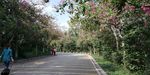 大山公路树林风景