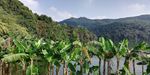 山水香蕉树林风景