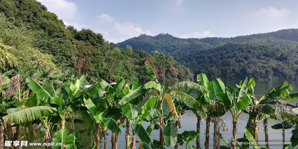 山水香蕉树林风景