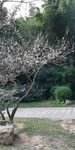 梅树