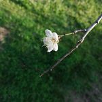 白色梅花