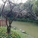 湖边的梅花树