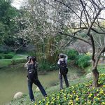 梅花树下摄影师图片