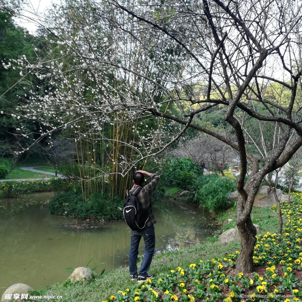 湖边梅树摄影师背影图片