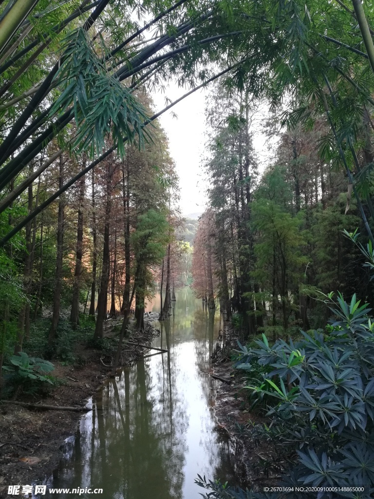 湖泊树林风景