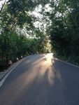 树林公路