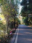 树林道路风景