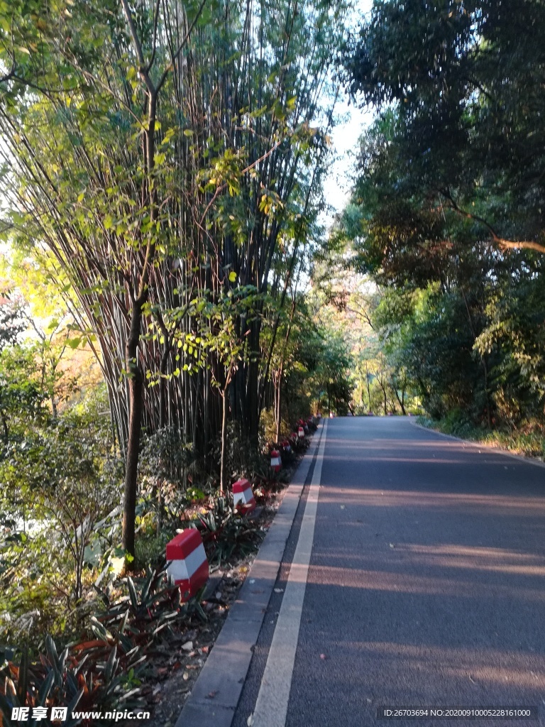 树林道路风景