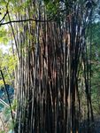 竹林风景