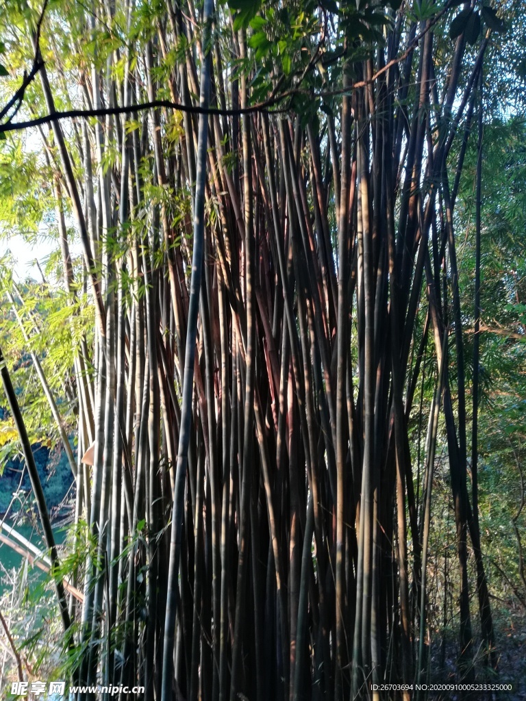 竹林风景