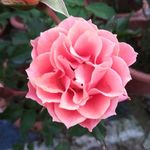 粉色月季花花朵特写