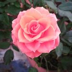 月季花鲜花