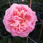 月季花花朵图片