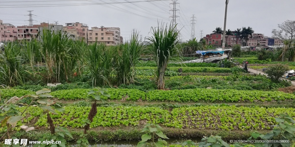 蔬菜农作物田园风景