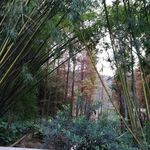 竹树树林风景
