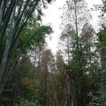 树林风景