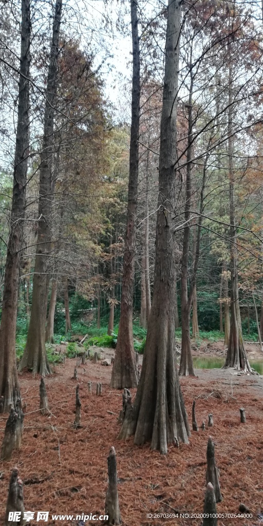 水杉树林风景