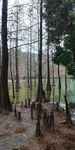 水杉树树林风景