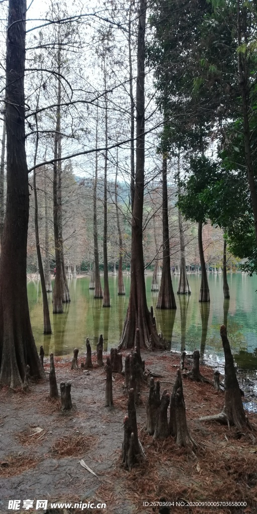 水杉树树林风景