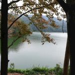 湖泊枫树风景