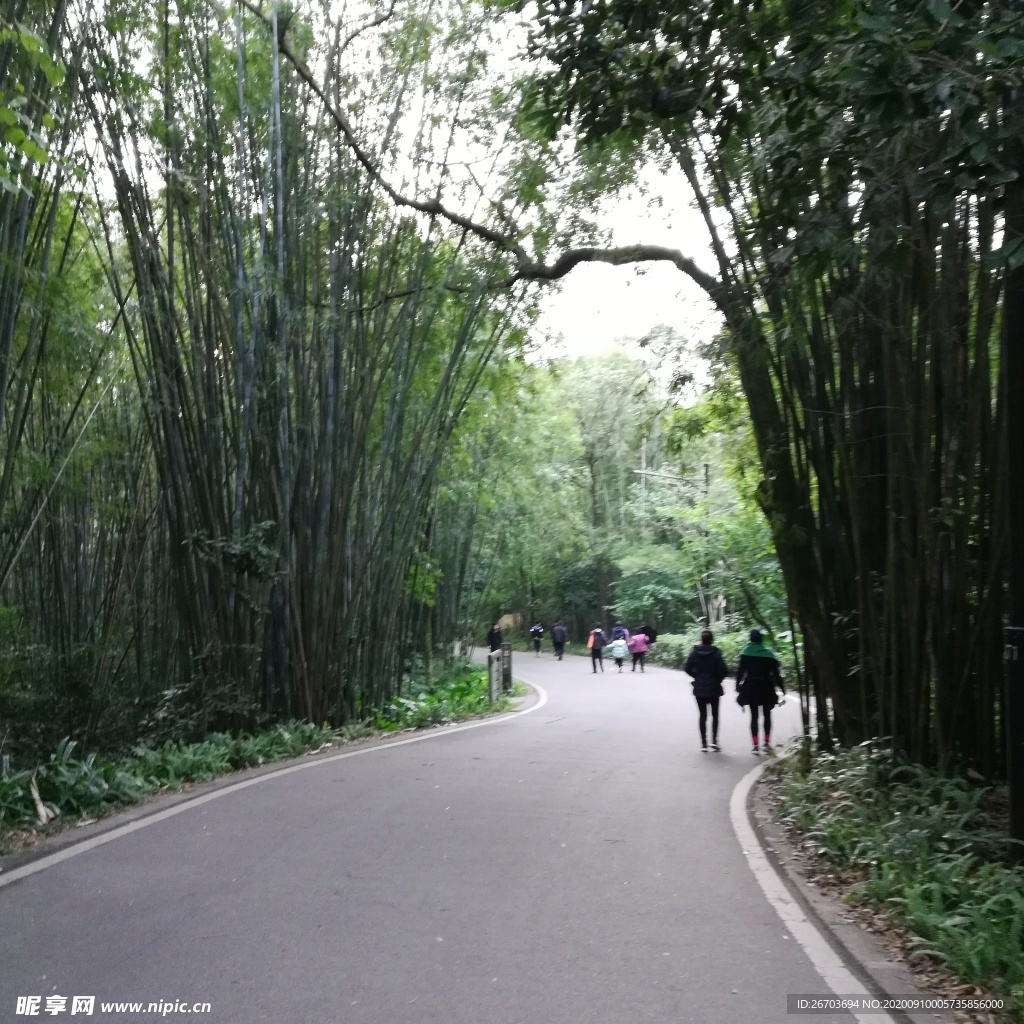 弯曲的竹林道路