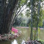 湖边竹林