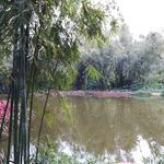 湖边竹树风景