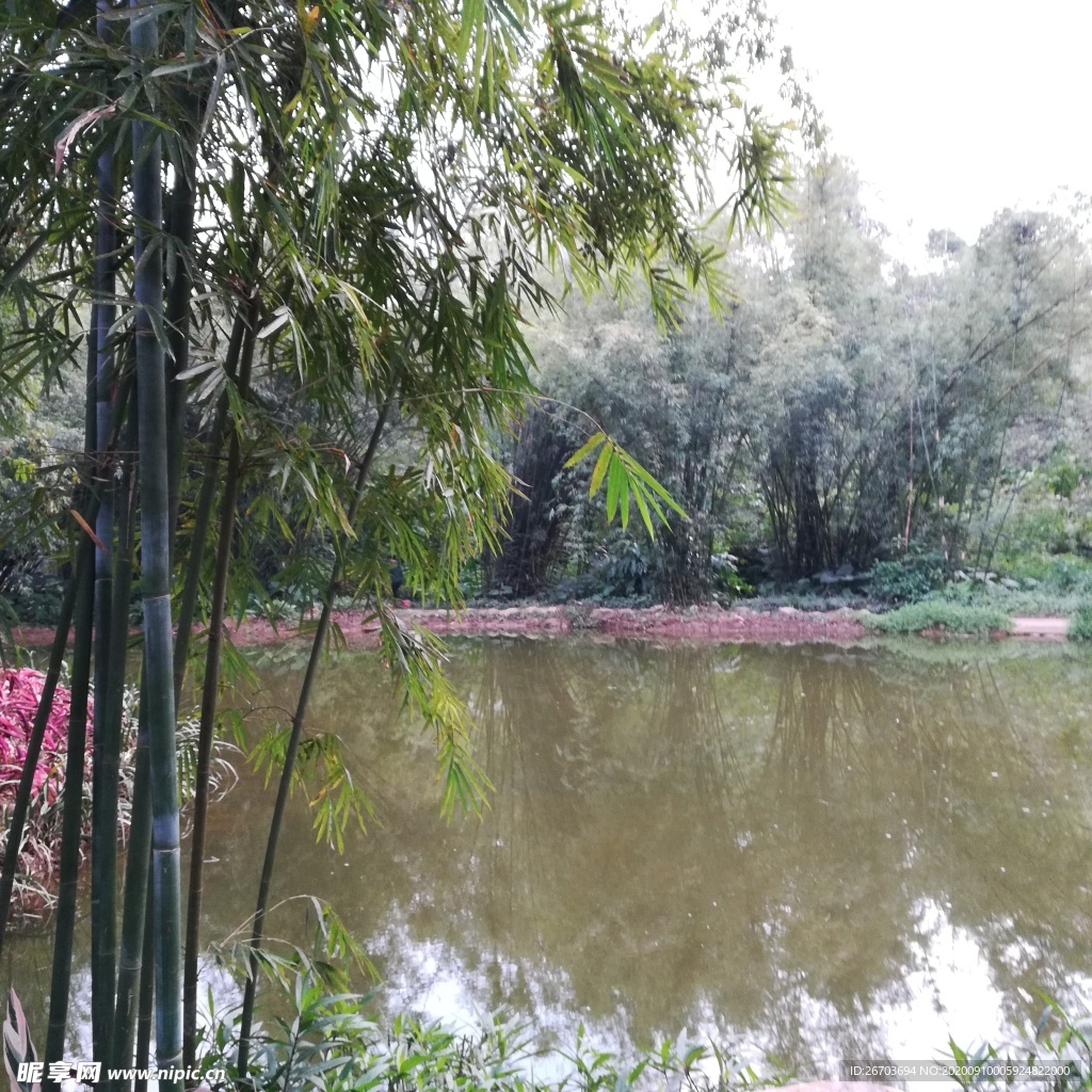 湖边竹树风景