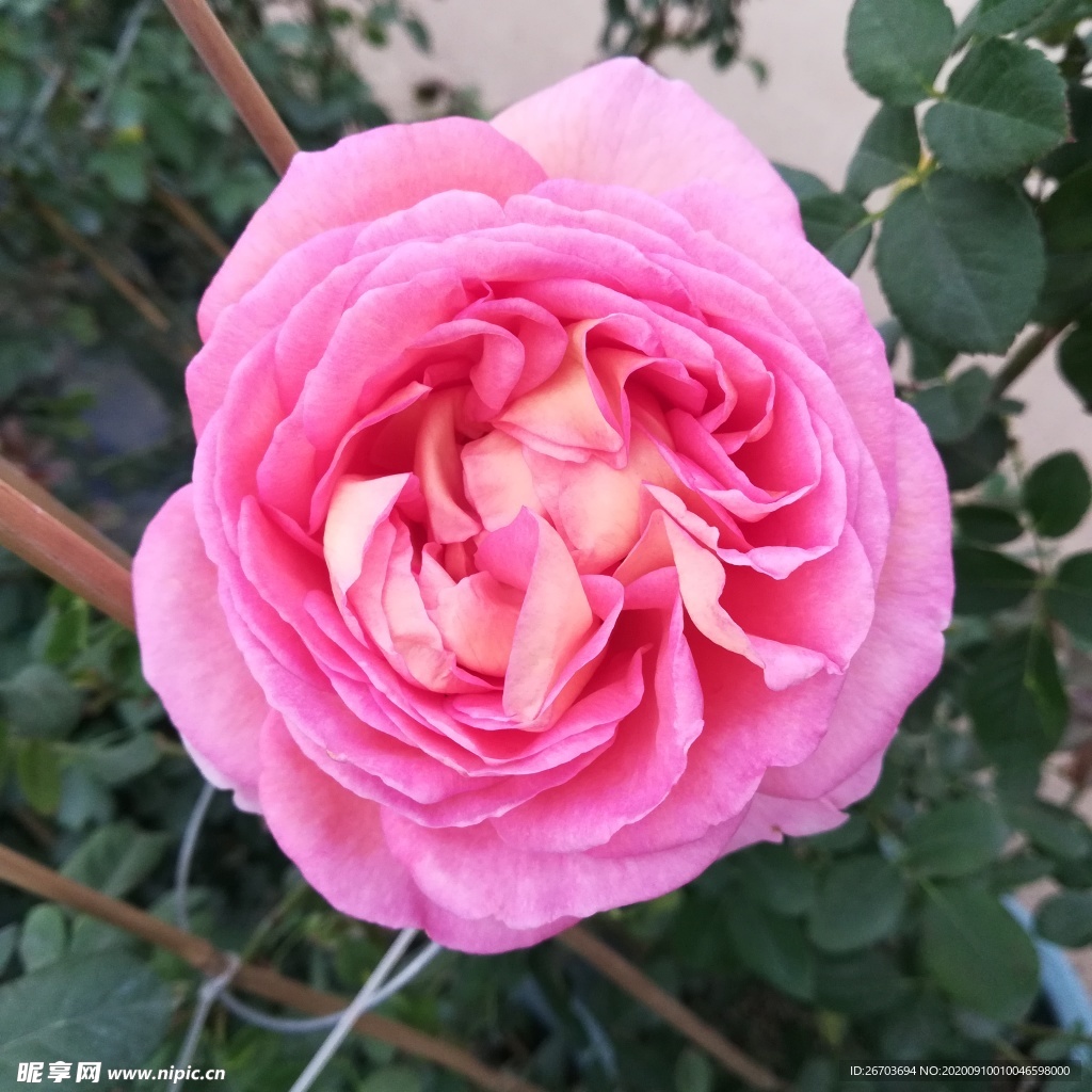 娇艳的玫瑰花