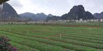 田野风光