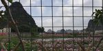 大山格桑花花园风景