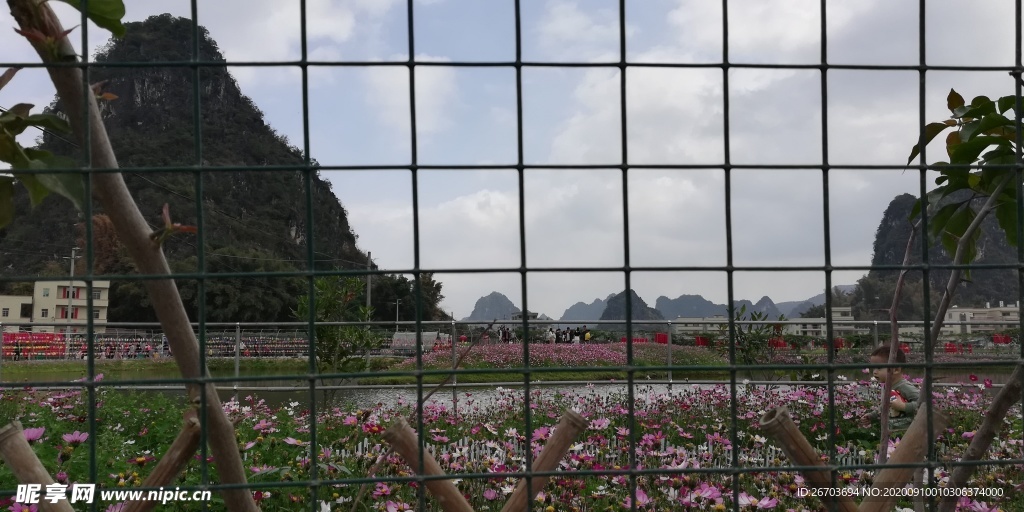 大山格桑花花园风景