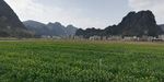 绿油油的田野风景