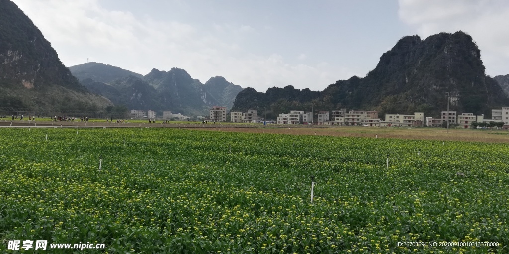 绿油油的田野风景