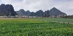 蔬菜田野风景