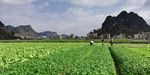 绿油油的蔬菜田野风景