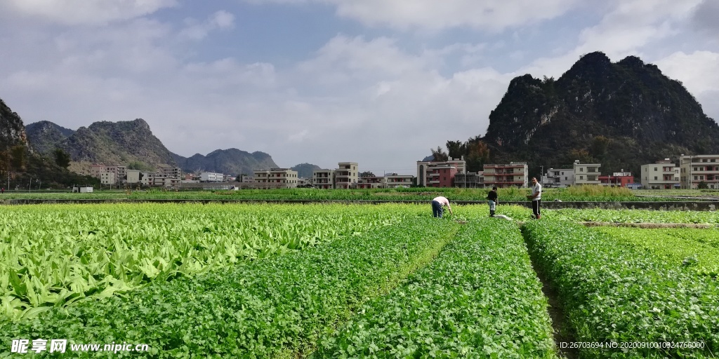 绿油油的蔬菜田野风景