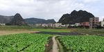 田野庄稼风景