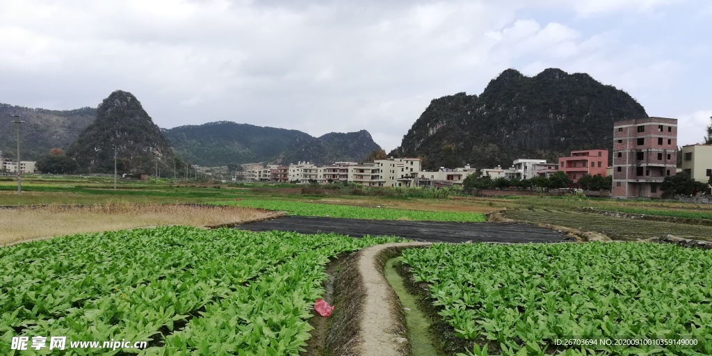 田野庄稼风景