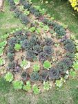 花圃