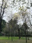 黄金铃花木树林