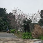 玉堂春花树
